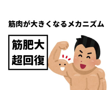 【筋トレ】超回復とは？筋肉を壊して育てる法則【筋肥大に欠かせない】